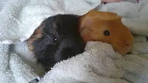 how do guinea pigs protect themselves