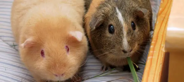 can guinea pigs cause allergies