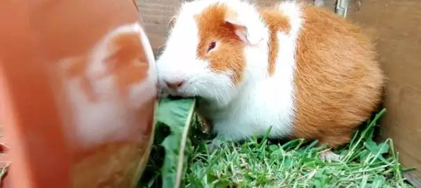 Causes of a loss of appetite in a guinea pig